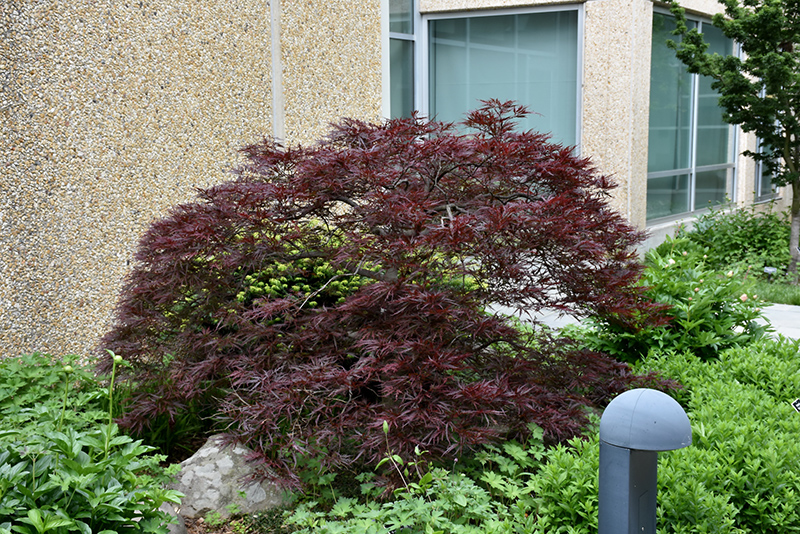 Red Dragon Japanese Maple (Acer palmatum 'Red Dragon') at Alsip Home and Nursery