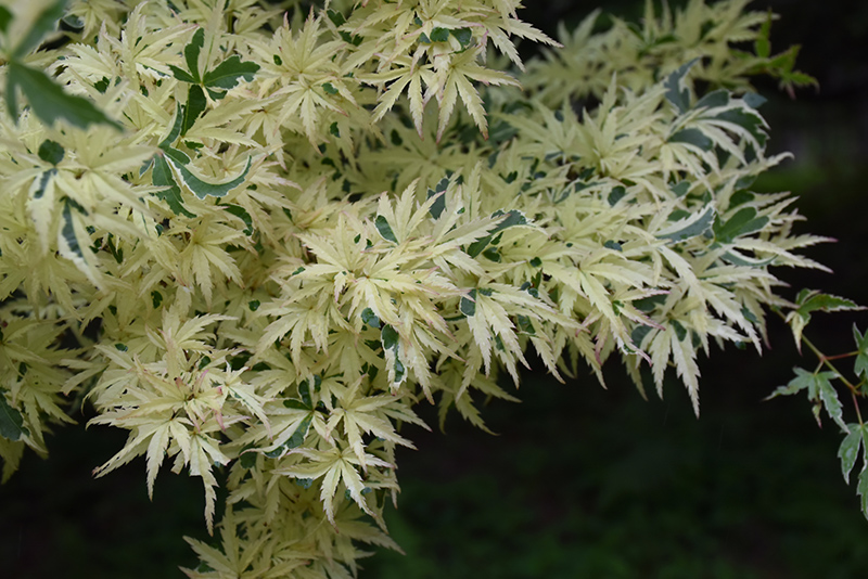 Butterfly Variegated Japanese Maple (Acer palmatum 'Butterfly') at Alsip Home and Nursery