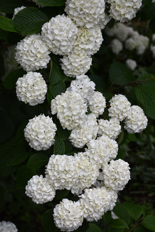 Japanese Snowball Viburnum (Viburnum plicatum) at Alsip Home and Nursery