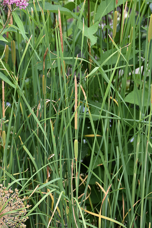 Miniature Cattail (Typha minima) at Alsip Home and Nursery