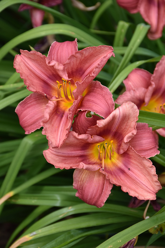 Happy Ever Appster Rosy Returns Daylily (Hemerocallis 'Rosy Returns') at Alsip Home and Nursery
