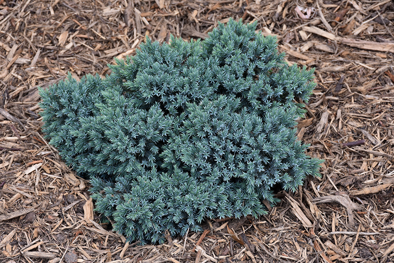Blue Star Juniper (Juniperus squamata 'Blue Star') at Alsip Home and Nursery