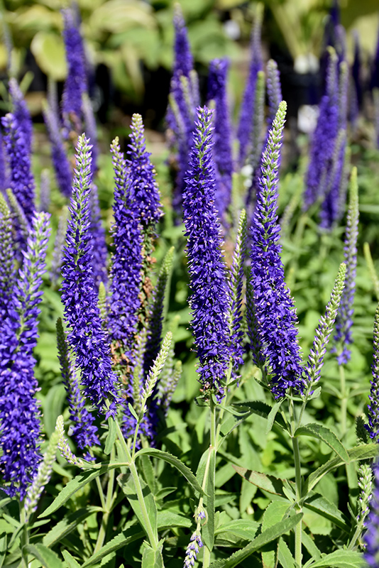 Goodness Grows Speedwell (Veronica 'Goodness Grows') at Alsip Home and Nursery