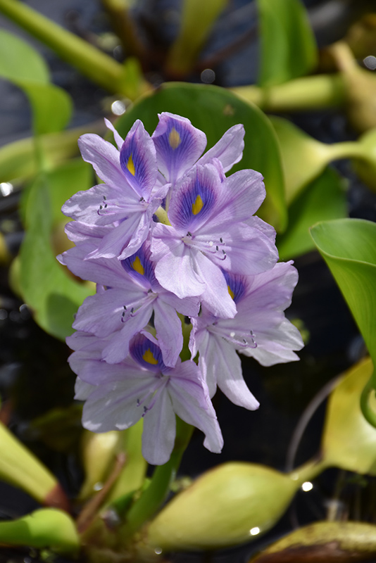 Water Hyacinth (Eichhornia crassipes) at Alsip Home and Nursery