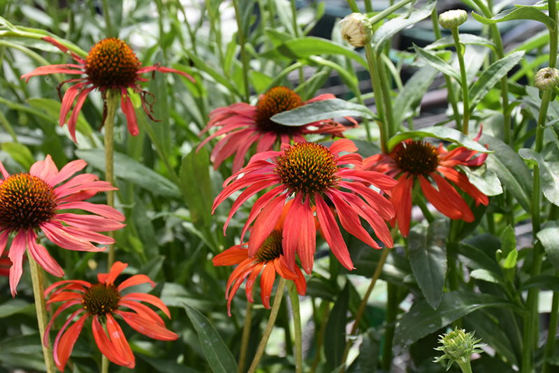 Tomato Soup Coneflower (Echinacea 'Tomato Soup') at Alsip Home and Nursery
