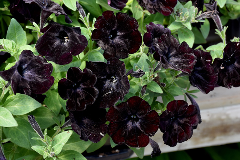 Black Velvet Petunia (Petunia 'Black Velvet') at Alsip Home and Nursery