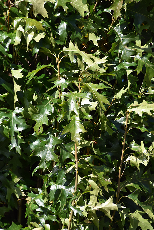 Green Pillar Pin Oak (Quercus palustris 'Pringreen') at Alsip Home and Nursery
