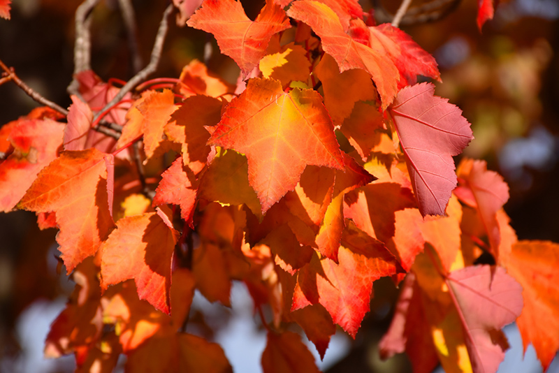 Red Maple (Acer rubrum 'var. rubrum') at Alsip Home and Nursery
