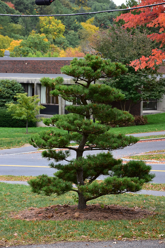 Thunderhead Japanese Black Pine (Pinus thunbergii 'Thunderhead') at Alsip Home and Nursery