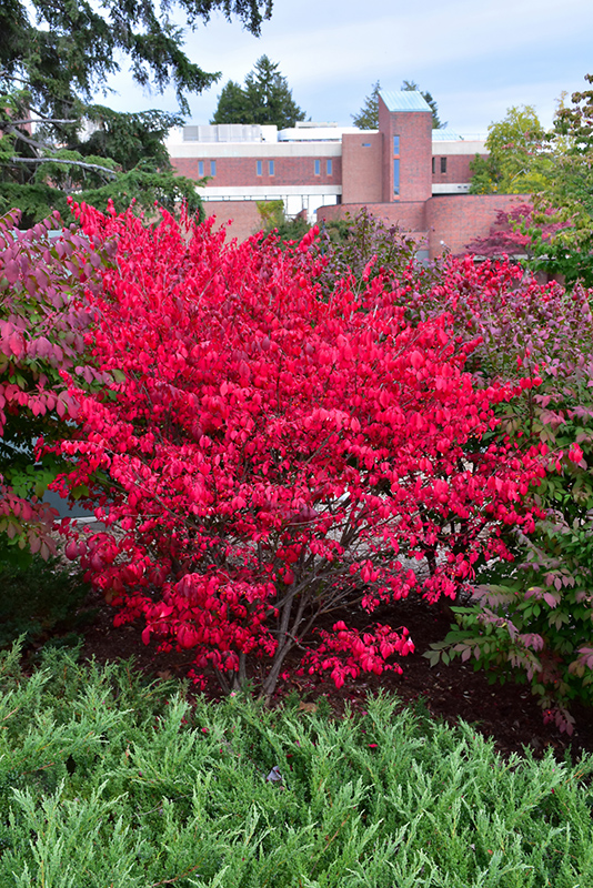 Compact Winged Burning Bush (Euonymus alatus 'Compactus') at Alsip Home and Nursery