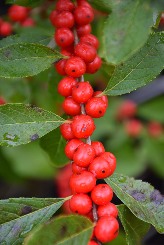 Red Sprite Winterberry (Ilex verticillata 'Red Sprite') at Alsip Home and Nursery