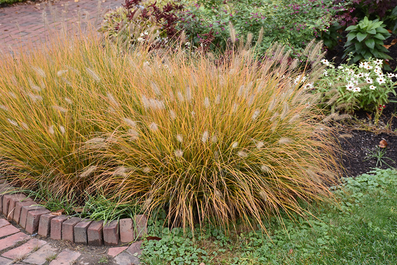 Hameln Dwarf Fountain Grass (Pennisetum alopecuroides 'Hameln') at Alsip Home and Nursery