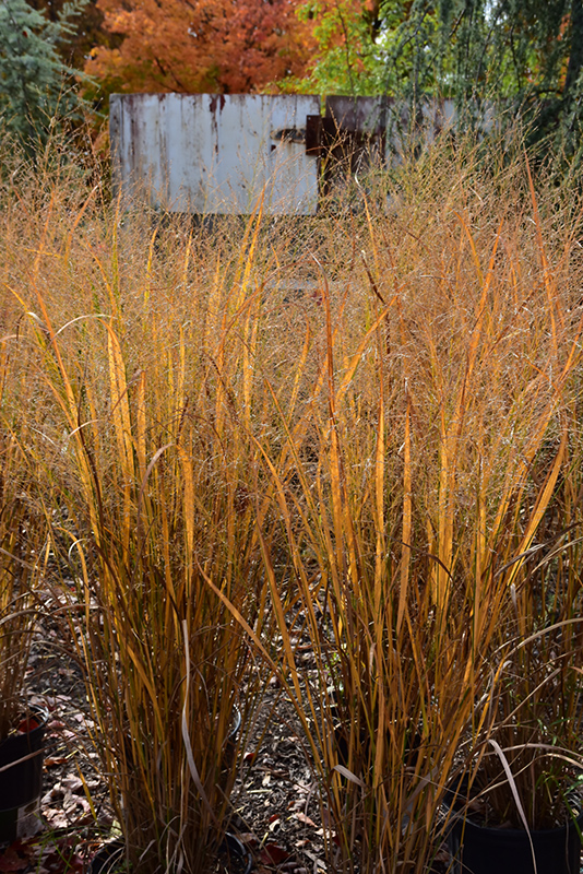 Northwind Switch Grass (Panicum virgatum 'Northwind') at Alsip Home and Nursery