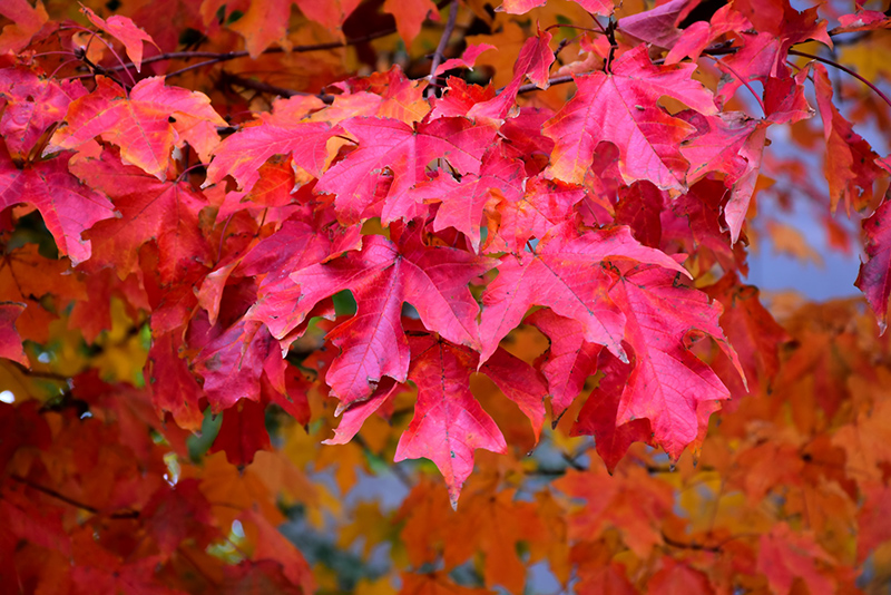 Fall Fiesta Sugar Maple (Acer saccharum 'Bailsta') at Alsip Home and Nursery