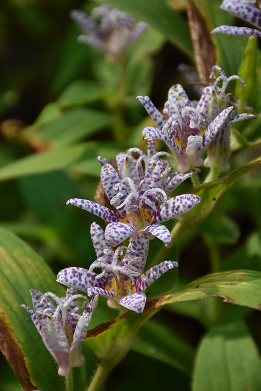 Toad Lily (Tricyrtis hirta) at Alsip Home and Nursery