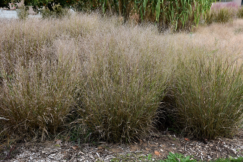 Shenandoah Reed Switch Grass (Panicum virgatum 'Shenandoah') at Alsip Home and Nursery