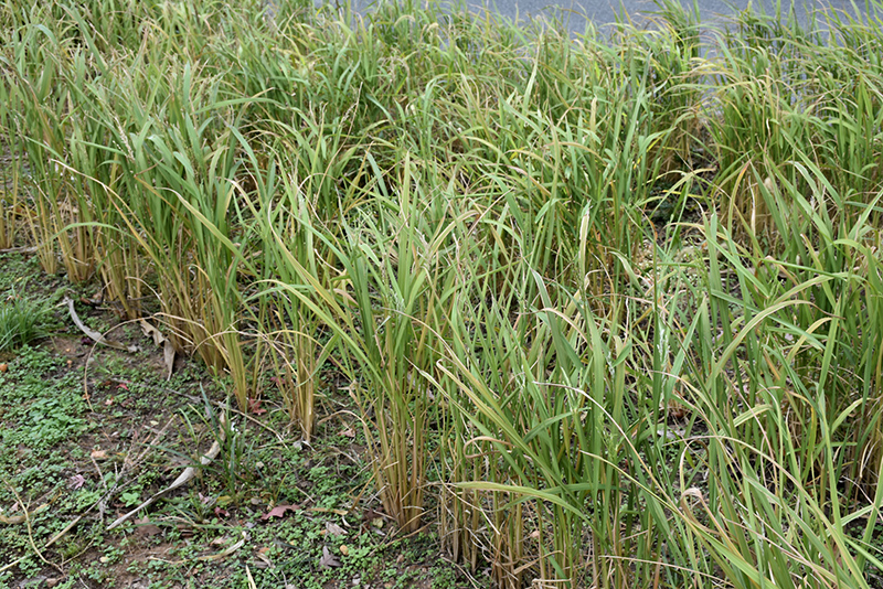 Asian Rice (Oryza sativa) at Alsip Home and Nursery