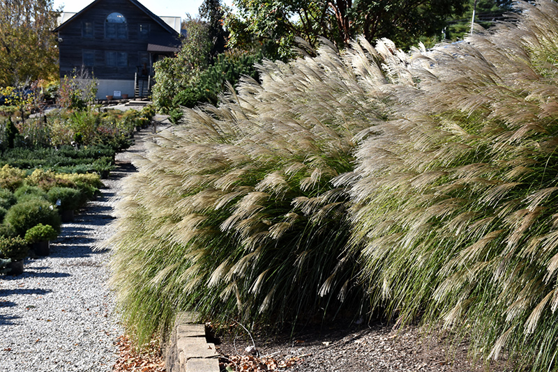 Gracillimus Maiden Grass (Miscanthus sinensis 'Gracillimus') at Alsip Home and Nursery