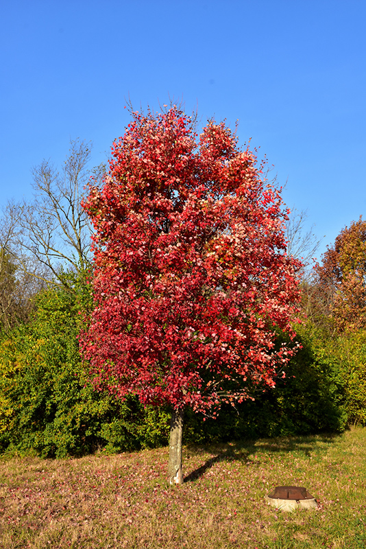 Autumn Flame Red Maple (Acer rubrum 'Autumn Flame') at Alsip Home and Nursery