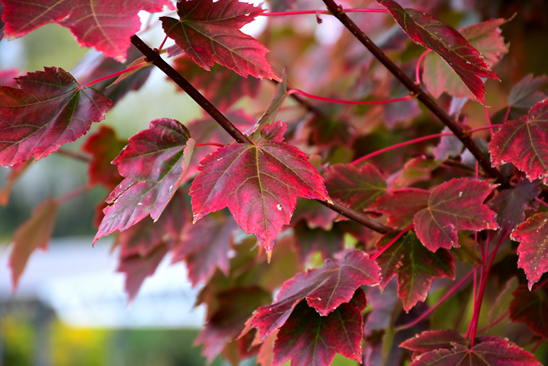 Brandywine Red Maple (Acer rubrum 'Brandywine') at Alsip Home and Nursery