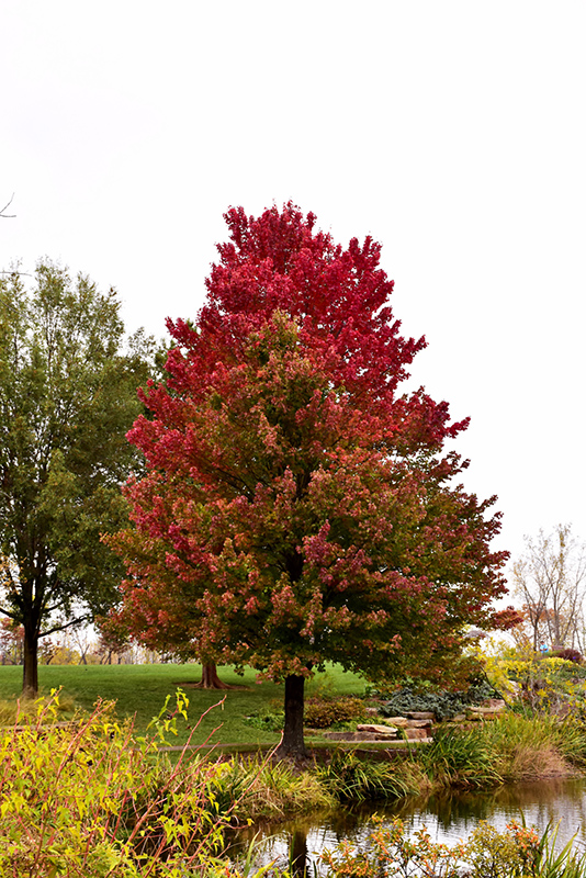 Red Sunset Red Maple (Acer rubrum 'Franksred') at Alsip Home and Nursery