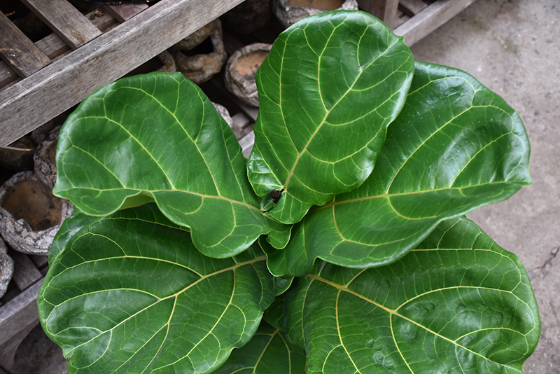 Fiddle Leaf Fig (Ficus lyrata) at Alsip Home and Nursery
