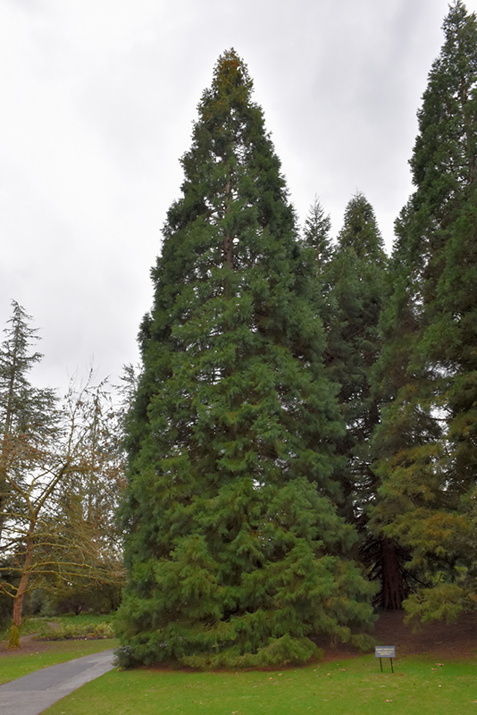 Giant Sequoia (Sequoiadendron giganteum) at Alsip Home and Nursery