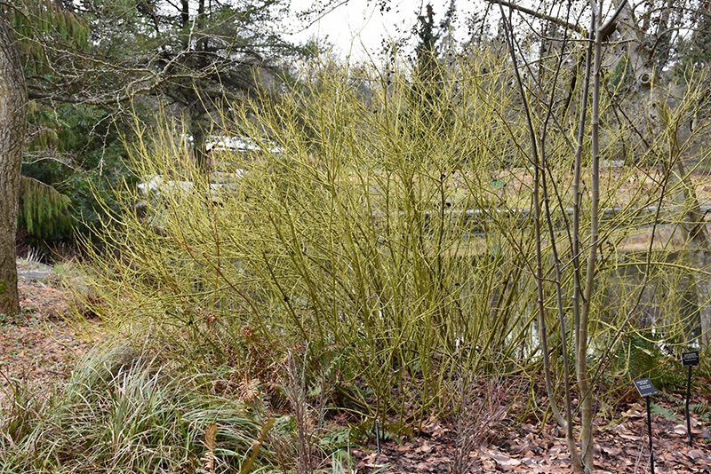 Yellow Twig Dogwood (Cornus sericea 'Flaviramea') at Alsip Home and Nursery