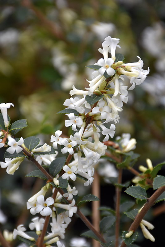 Tea Olive (Osmanthus delavayi) at Alsip Home and Nursery