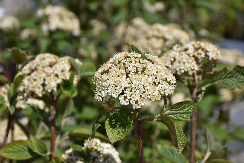 Mohican Viburnum (Viburnum lantana 'Mohican') at Alsip Home and Nursery