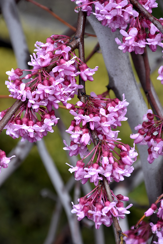 Lavender Twist Redbud (Cercis canadensis 'Covey') at Alsip Home and Nursery