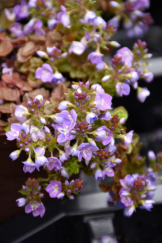 Crystal River Speedwell (Veronica 'Reavis') at Alsip Home and Nursery
