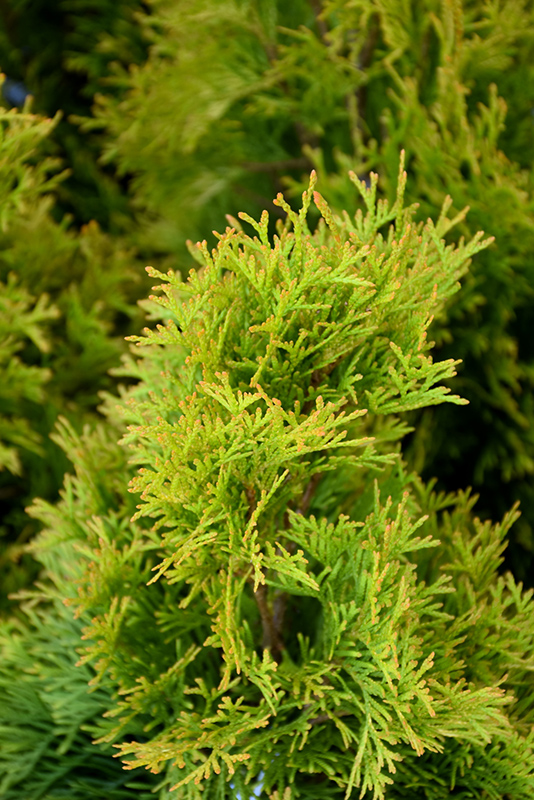Highlights Arborvitae (Thuja occidentalis 'Janed Gold') at Alsip Home and Nursery