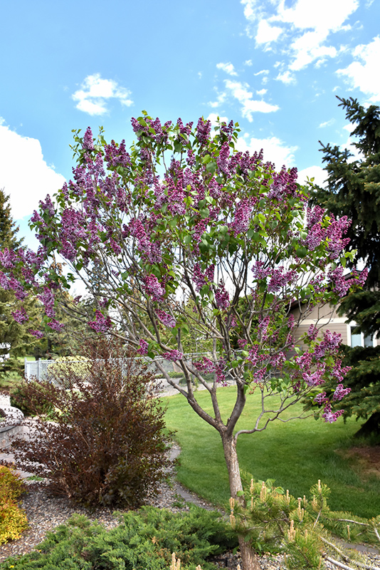 Sensation Lilac (Syringa vulgaris 'Sensation') at Alsip Home and Nursery
