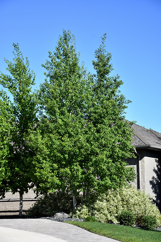 Trembling Aspen (Clump) (Populus tremuloides '(clump)') at Alsip Home and Nursery