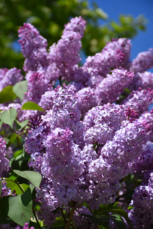 Common Lilac (Syringa vulgaris) at Alsip Home and Nursery