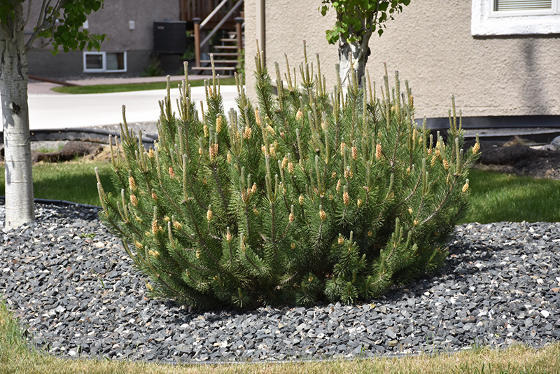 Mugo Pine (Pinus mugo) at Alsip Home and Nursery