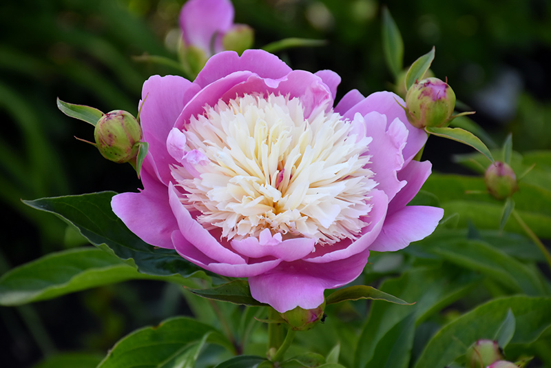 Bowl Of Beauty Peony (Paeonia 'Bowl Of Beauty') at Alsip Home and Nursery