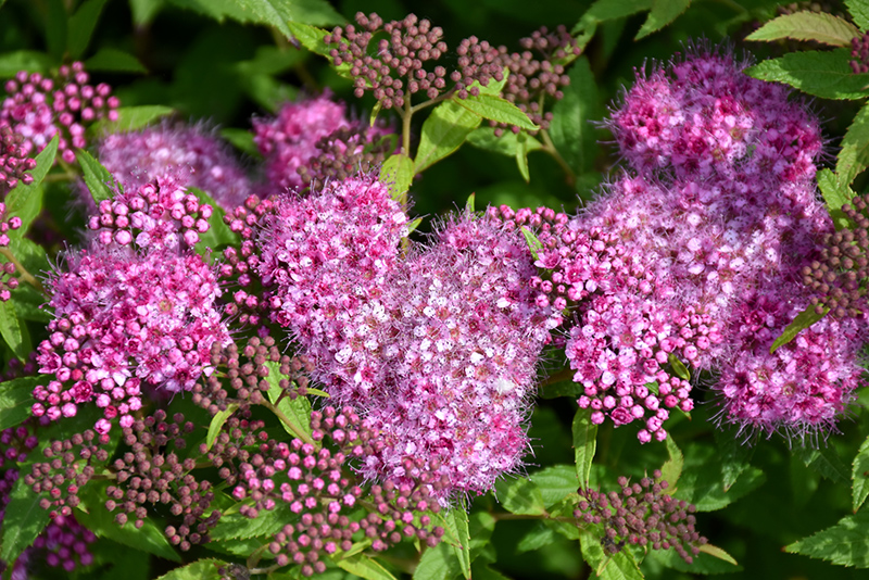 Anthony Waterer Spirea (Spiraea x bumalda 'Anthony Waterer') at Alsip Home and Nursery