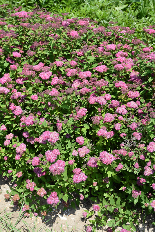 Double Play Artisan Spirea (Spiraea japonica 'Galen') at Alsip Home and Nursery
