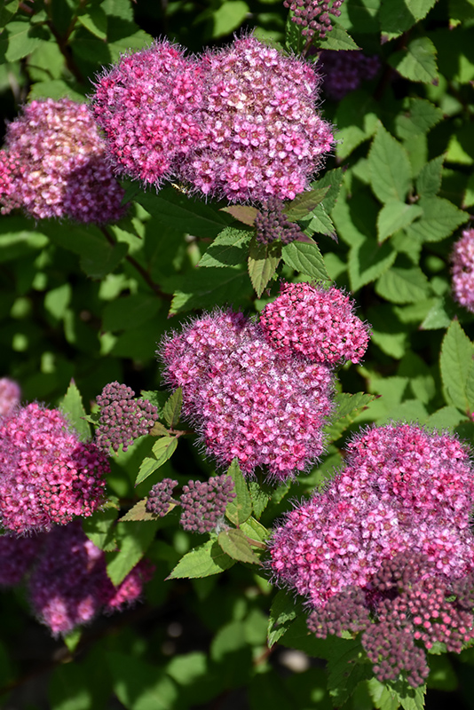 Double Play Artisan Spirea (Spiraea japonica 'Galen') at Alsip Home and Nursery