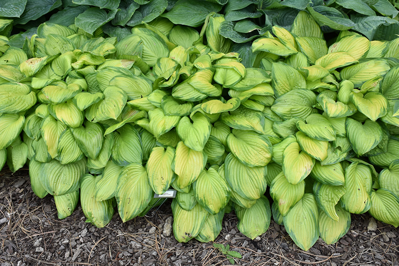 Stained Glass Hosta (Hosta 'Stained Glass') at Alsip Home and Nursery