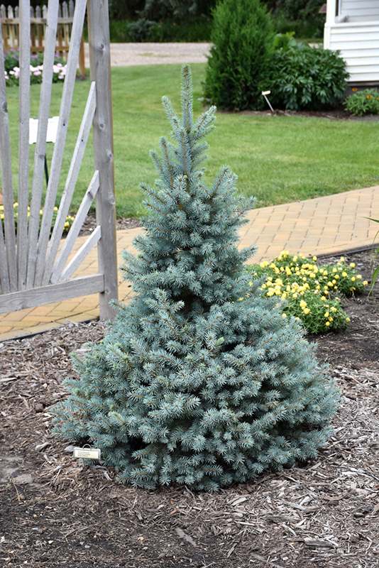 Sester Dwarf Blue Spruce (Picea pungens 'Sester Dwarf') at Alsip Home and Nursery