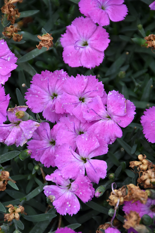 Paint The Town Fuchsia Pinks (Dianthus 'Paint The Town Fuchsia') at Alsip Home and Nursery