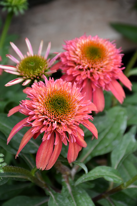Double Scoop Cranberry Coneflower (Echinacea 'Balscanery') at Alsip Home and Nursery