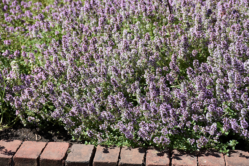 Common Thyme (Thymus vulgaris) at Alsip Home and Nursery