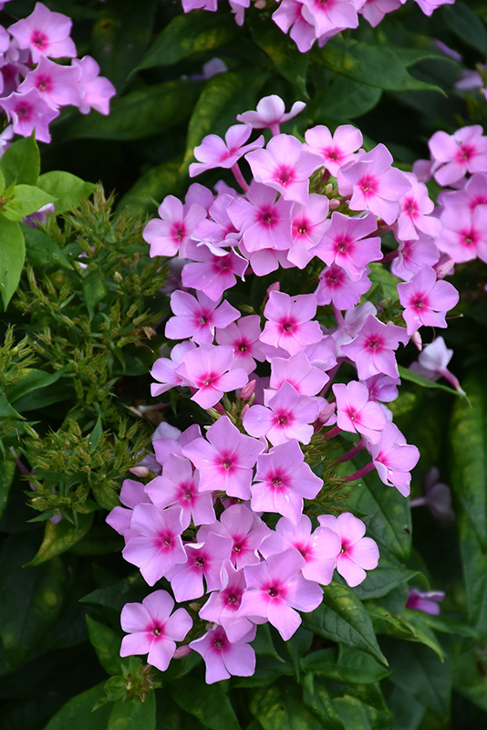Pixie Twinkle Garden Phlox (Phlox paniculata 'Pixie Twinkle') at Alsip Home and Nursery