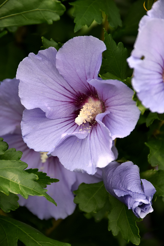 Blue Satin Rose of Sharon (Hibiscus syriacus 'Marina') at Alsip Home and Nursery