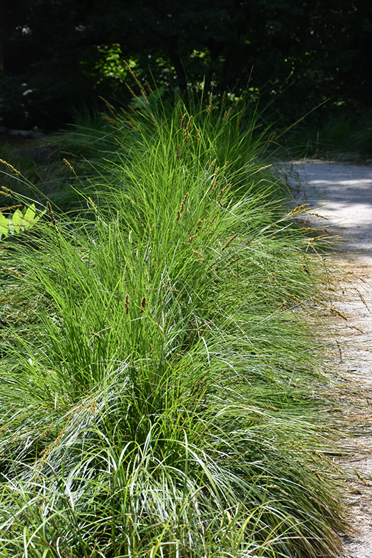 Autumn Moor Grass (Sesleria autumnalis) at Alsip Home and Nursery