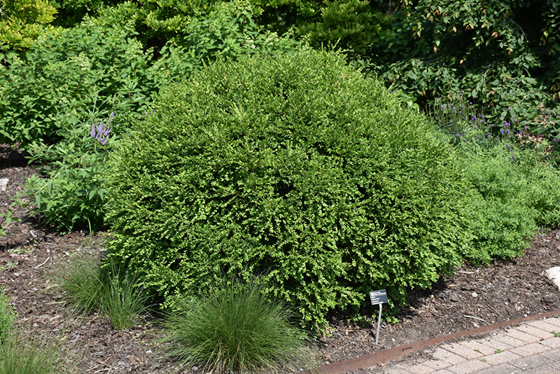 Green Gem Boxwood (Buxus 'Green Gem') at Alsip Home and Nursery